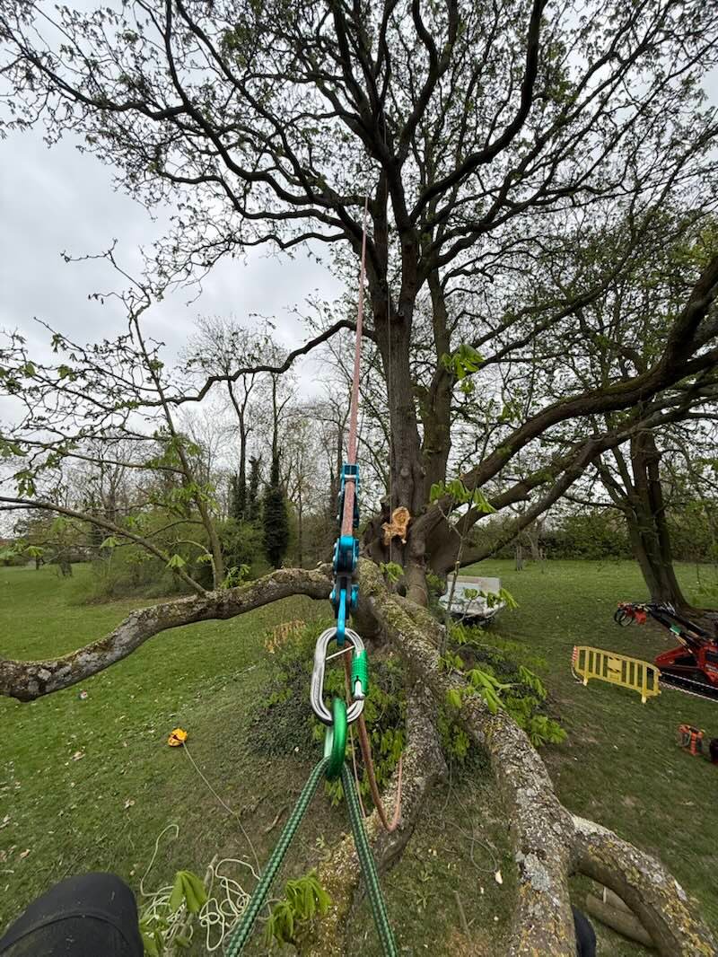 Corde et mousquetons tendus vers la couronne d’un grand marronnier ; au sol, la charpentière fissurée a été déposée et le chantier balisé