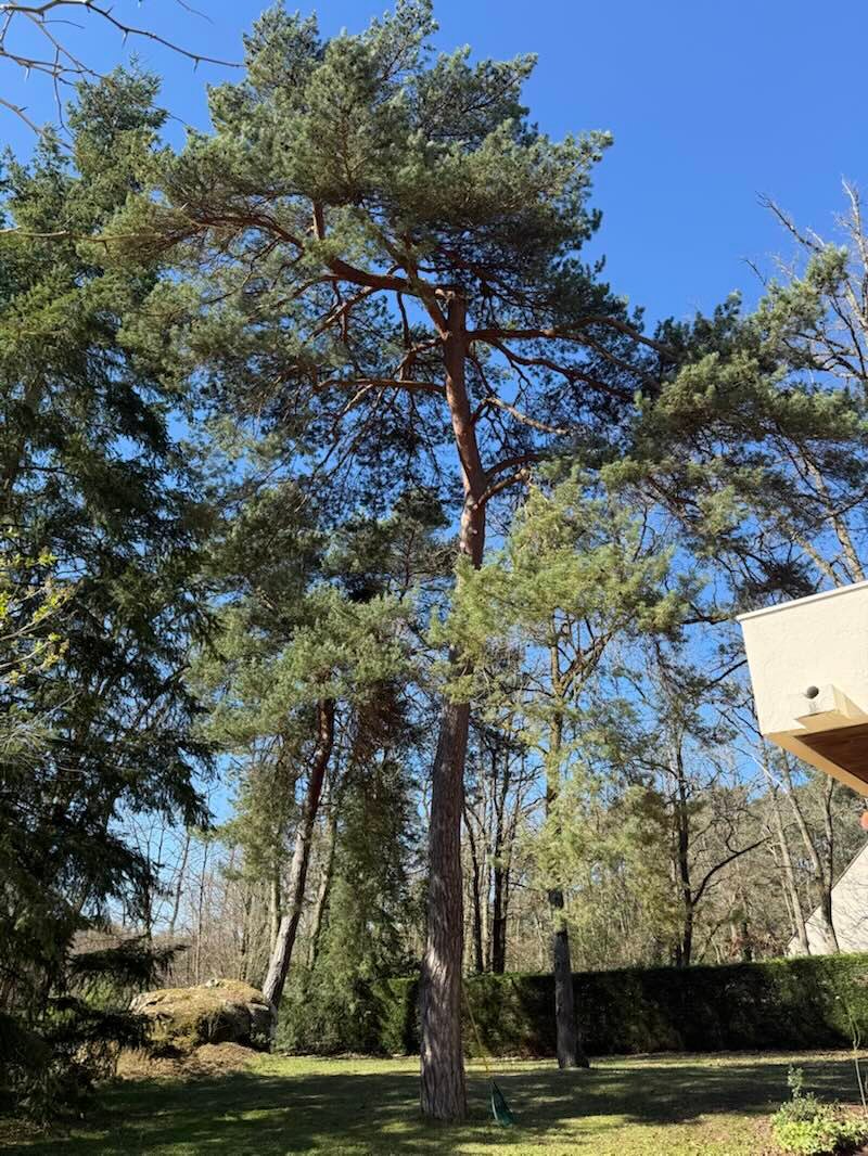 Grand pin sylvestre au tronc élancé dans un jardin, sous un ciel bleu